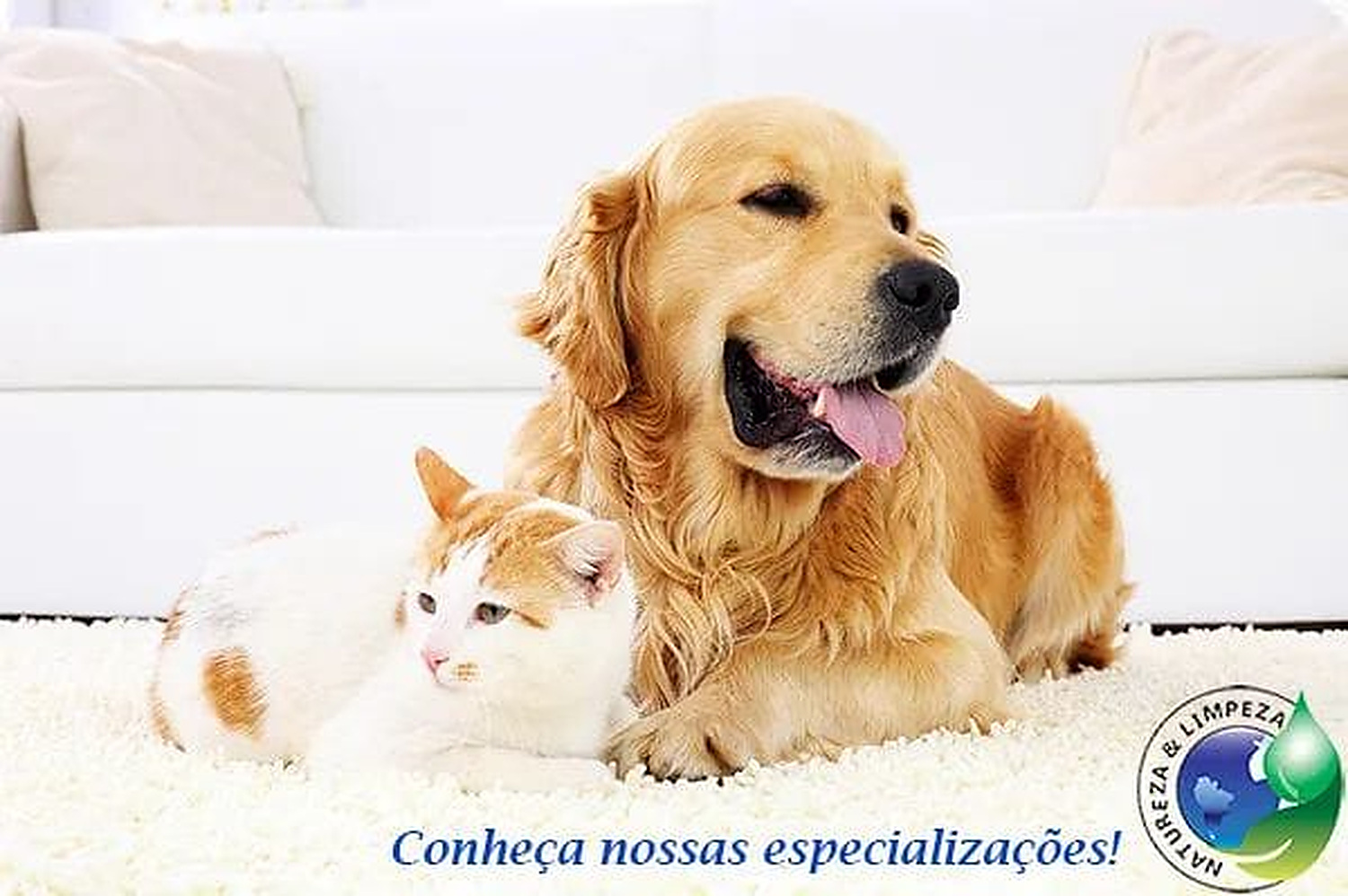 Cão e gato em ambiente residencial
